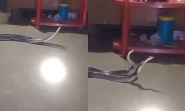 Telugu Latest, Romance, Snake, Bed, Wrapped-Latest News - Telugu