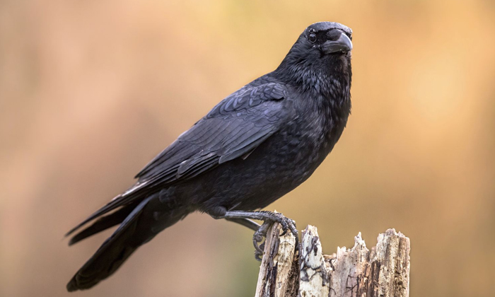  17 Years Will Be Hell If You Are Mistakenly Married To A Crow.. Because., Crow I-TeluguStop.com