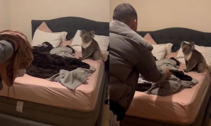  Australian Couple Comes Home To Find Koala In Bed Video Viral Details, Koala, Au-TeluguStop.com