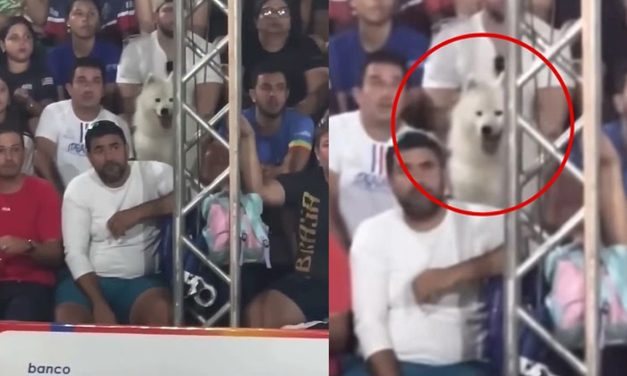  Dog Reacts Like Human During Live Tennis Match Viral Video Details, Tennis Match-TeluguStop.com