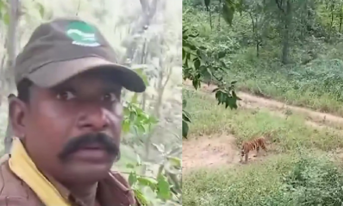  Forest Guard Meets Tiger In Madhya Pradesh Satpura Reserve Video Viral Details,-TeluguStop.com