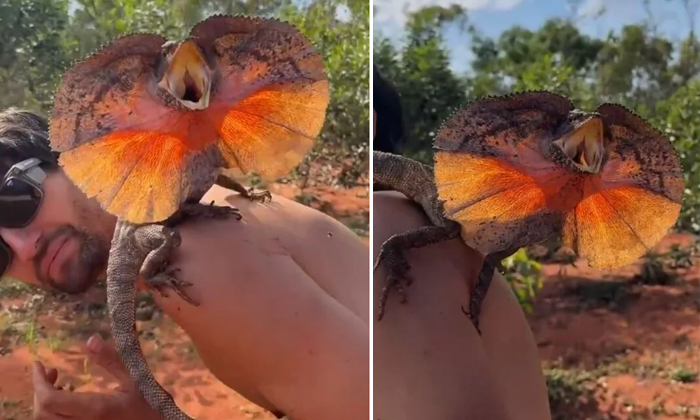  Frilled-neck Lizard Chases Man And Climbs Up His Body Video Viral Details, Lizar-TeluguStop.com