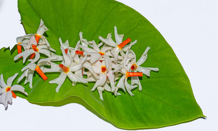  Incredible Health Benefits Of Parijata Tree! Parijatham Flowers, Parijata Tree,-TeluguStop.com