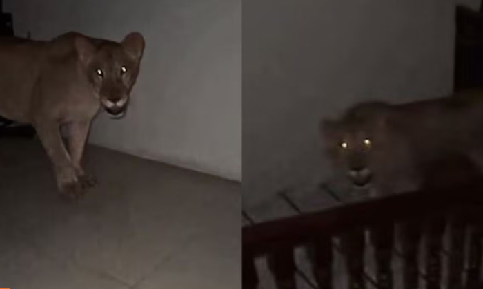  Lions On Stairs Of House At Mid Night Viral Video Details, Viral Video, Lion In-TeluguStop.com