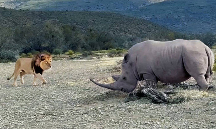  Massive Rhino Stabs At Lion With Its Horn Video Viral Details, Sanbona Wildlife-TeluguStop.com