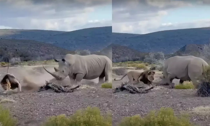 Telugu Animals Fights, Jordan Davidson, Latest, Prey, Rhino Attack, Rhino, Sanbo