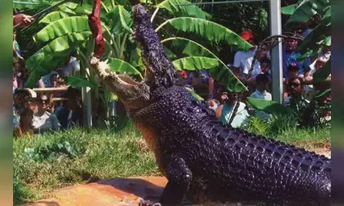 Telugu Australia, Cassius, Crocodile, Green Island, Guinness, Nri-Telugu NRI