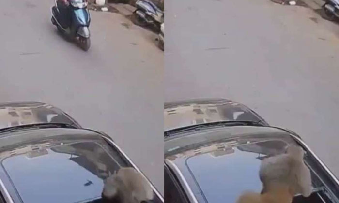  The Owner Was Shocked By The Monkey That Jumped On The Suv Car, Monkey, Varanasi-TeluguStop.com