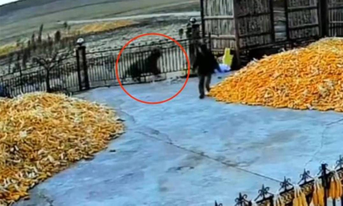  Video Of Chinese Farmer Avoiding Tiger Attack Goes Viral Details, Siberian Tiger-TeluguStop.com