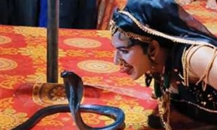  Video Of Dancer Halchal Kissing A Snake Goes Viral, King Kobra, Dance, Viral Lat-TeluguStop.com