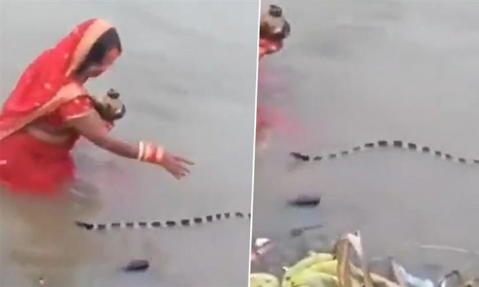  Woman Makes Way For Snake While Performing Chhath Puja Ritual Details, Chhath Pu-TeluguStop.com