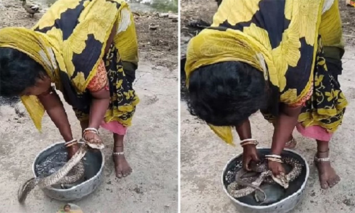  Woman Gives Bath To King Cobra Snake Viral Video Details, Snake, Latest News, Vi-TeluguStop.com