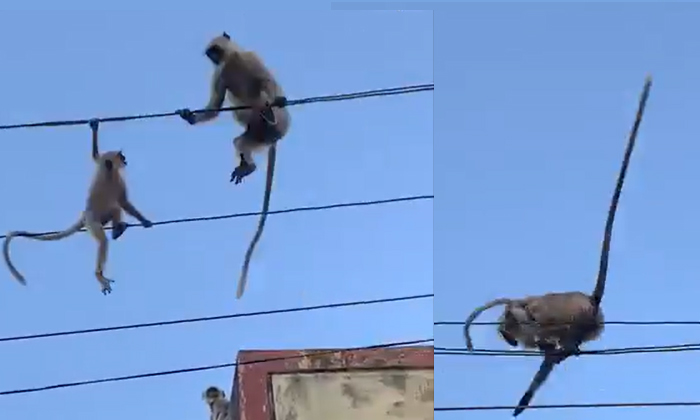  Baby Monkey Does Dangerous Stunts On The Current Wires.. What Did The Mother Do.-TeluguStop.com