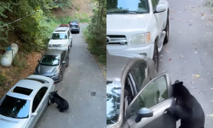  Bear Opens Parked Car Enters It Video Viral Details, Viral Video, Bear, Car, Soc-TeluguStop.com