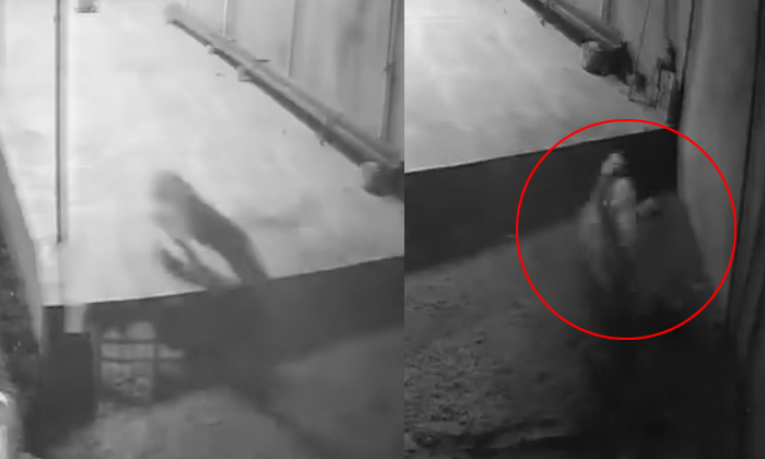  Shocking Fight Between Pitbull And Leopard Video Viral Details, Pit Bull, Bheruj-TeluguStop.com