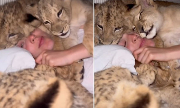  That Girl Together With Four Tigers?, Social Media, Viral Video, Tiger Kids, Cub-TeluguStop.com
