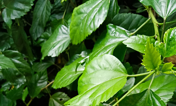 Telugu Fall, Healthy, Henna, Care-Telugu Health