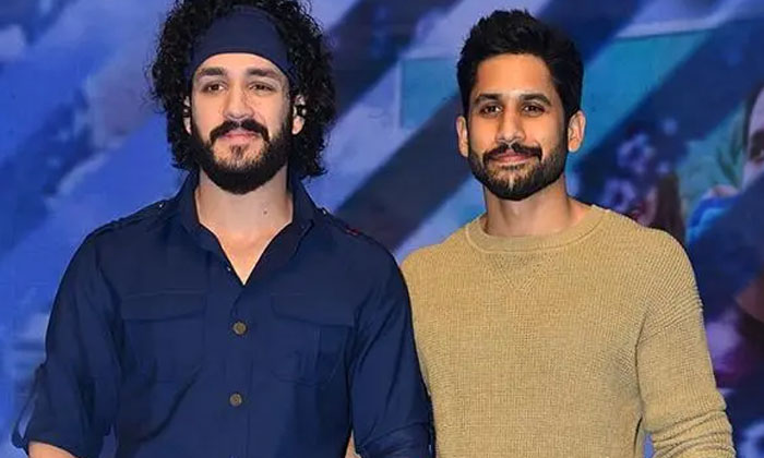  Will Akkineni Heroes Shake Box Office Details Inside Goes Viral In Social Media-TeluguStop.com