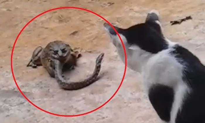  A Snake Fights A Cat While Being Eaten By A Massive Frog Video Viral Details, Sn-TeluguStop.com