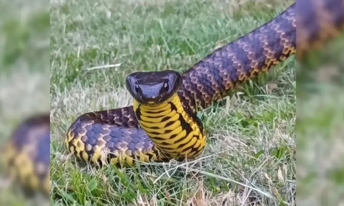  A Video Of A Tiger Snake Shivering Under A Child's Toy Has Gone Viral, Tiger Sna-TeluguStop.com