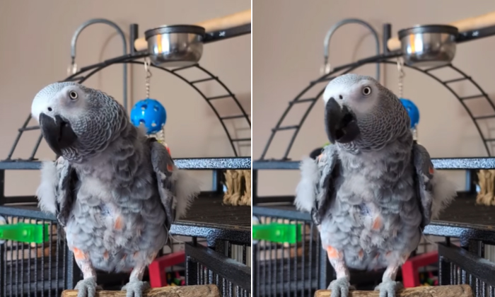  An African Grey Parrot Complaints To Owner That She Is Sick Video Viral Details,-TeluguStop.com