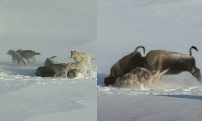  Bison Throws The Young Member Of Its Herd To The Wolves To Escape Viral Video De-TeluguStop.com