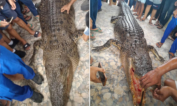 Telugu Crocodile Kills, Indonesia, Community, Nri, Nurhawati, Safety, Sumatra-La