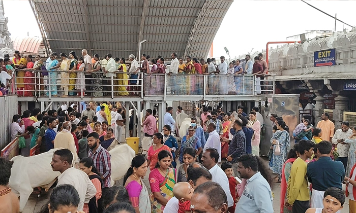  Crowd Of Devotees At Vemulawada Rajanna Temple, Vemulawada Rajanna Temple, Vemul-TeluguStop.com