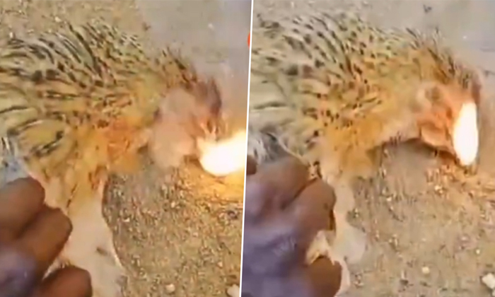  Dead Chickens Emitting Fire From Their Mouths In Karnataka Hadige Village Video-TeluguStop.com