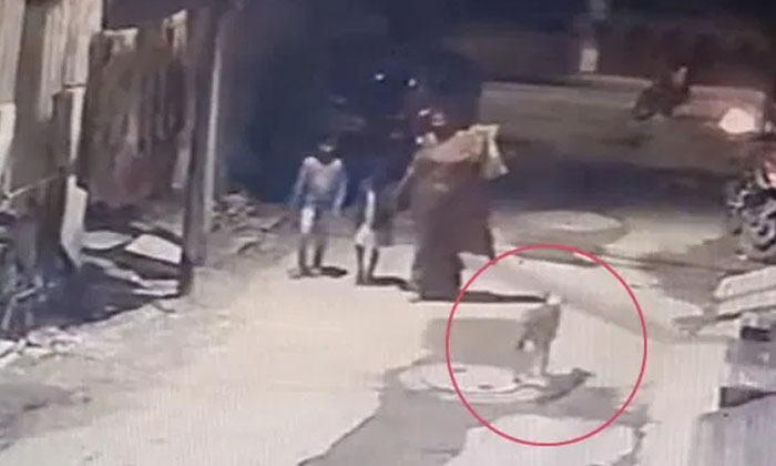  Dogs Attacked The Child While She Was Next To Her Mother,dogs, Attacked ,child ,-TeluguStop.com