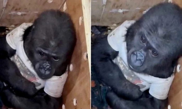  Endangered Baby Gorilla Rescued From Smuggling At Istanbul Airport Video Viral D-TeluguStop.com