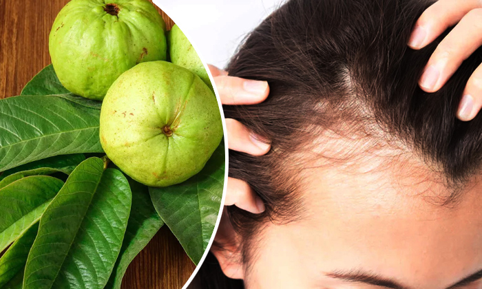  How To Stop Hair Loss With Guava Leaves Details, Guava Leaves, Guava Leaves Ben-TeluguStop.com