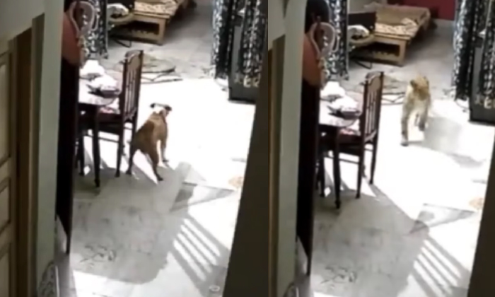  Leopard Invades A House And Had Confrontation With Pitbull Viral Video Details,-TeluguStop.com