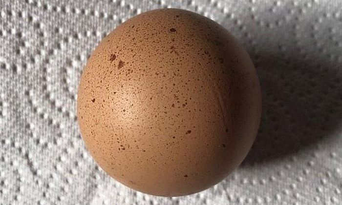 Telugu Charity, Ed Pownell, Egg Sold Rs, Iuventas, Nri, Egg, Spherical Egg, Rare