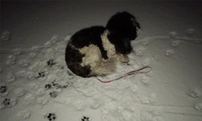  Puppy Rescued From Frozen Lake With The Help Of A Drone Video Viral Details, Dog-TeluguStop.com