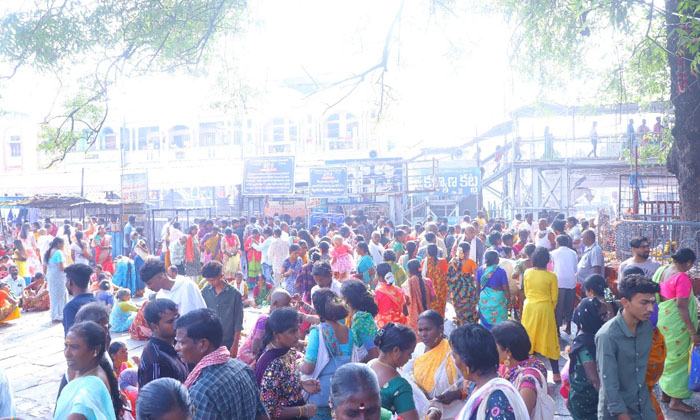  Rajanna Temple Crowded With Devotees , Devotees , Rajanna Temple ,srirajarajesw-TeluguStop.com