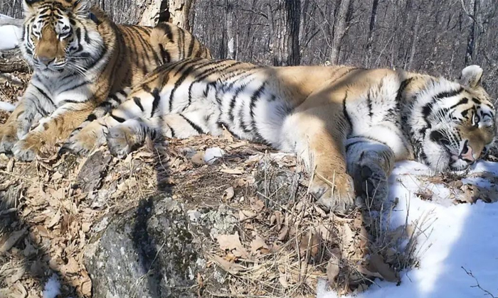  Siberian Tiger Travels 200 Km Across Russian Forest To Reunite With Former Mate-TeluguStop.com