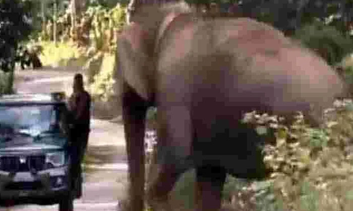  This Is What Happens When A Viral Video Hits An Elephant, Track , Radio, Collar-TeluguStop.com