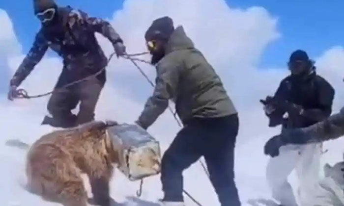  Video Indian Army Rescues A Himalayan Bear With Its Head Stuck In A Can, Indian-TeluguStop.com