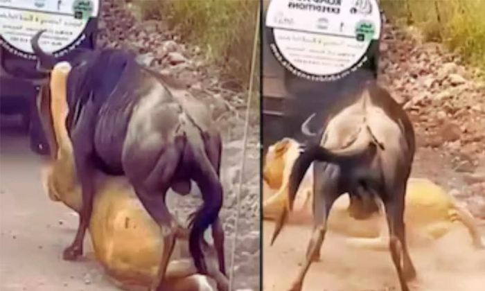  Viral Video King Of The Jungle Lion Dethroned By Wild Buffalo Details, Viral Vid-TeluguStop.com