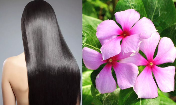  White Hair Can Be Turned Black With These Leaves Details, White Hair, Black Hai-TeluguStop.com