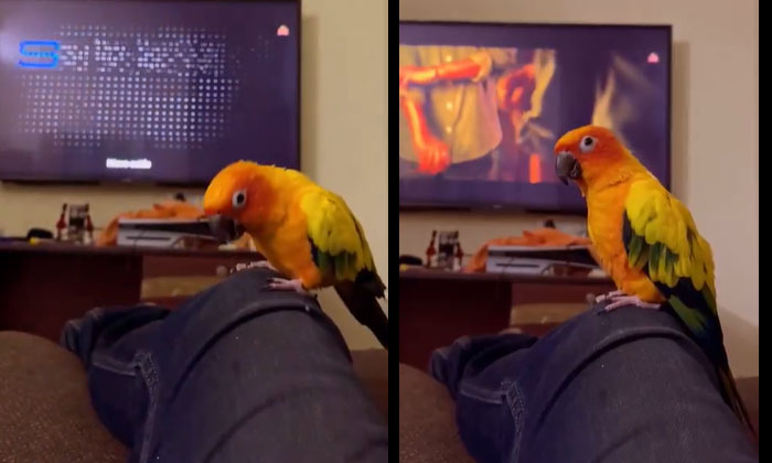  A Parrot Dances To Rajinikanth's Song.. Video Goes Viral..,parrot, Music, Viral-TeluguStop.com