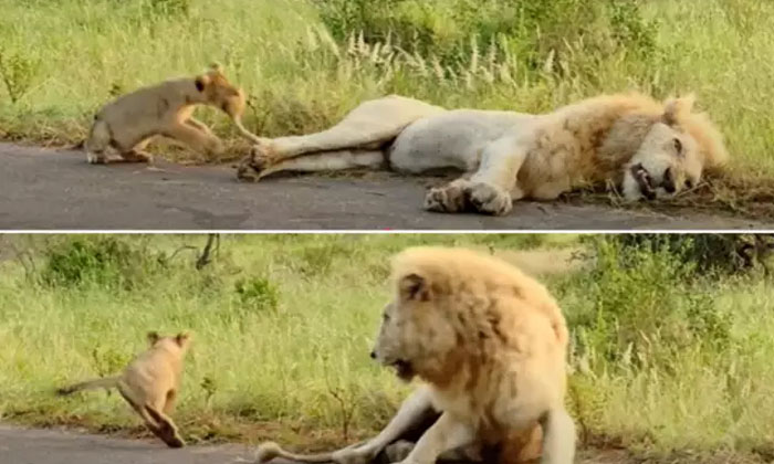  Baby Lions Also Have This Angle Viral Video, Lion Cub ,learns, Why You, Don't Bi-TeluguStop.com