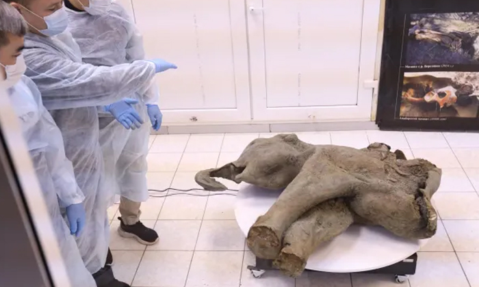  Baby Mammoth Remains Intact Even After 50,000 Years.. Scientists Are Shocked!, B-TeluguStop.com