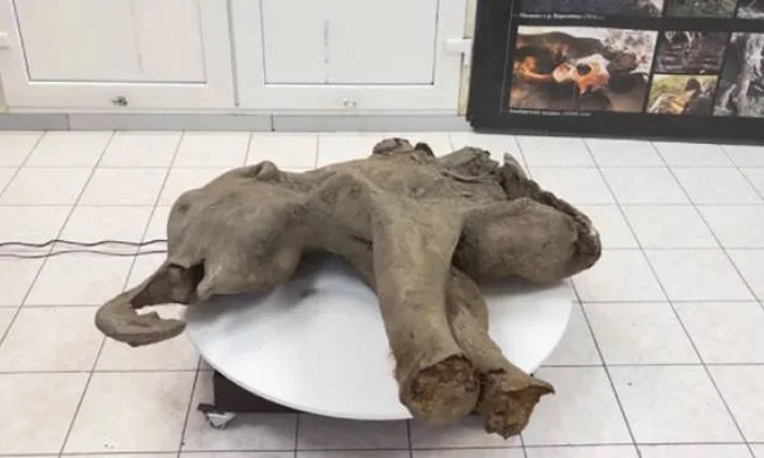 Telugu Baby Mammoth, Discovery, Paleontology, Permafrost, Siberia, Woolly Mammot