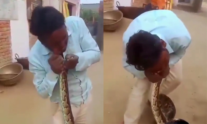  Giant Python Bites A Man Who Tries To Kiss Him Video Viral Details, Viral Video,-TeluguStop.com