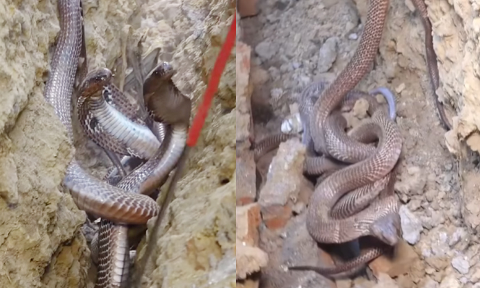  King Cobra Snakes Find In The Middle Of The Wall Video Viral Details, Snakes ,mi-TeluguStop.com