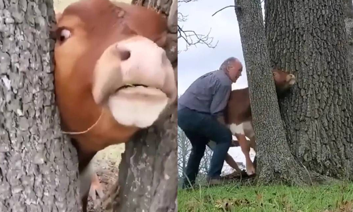  Look How He Saved The Cow Stuck In The Tree Branches, Cow Rescue, Viral Video, A-TeluguStop.com