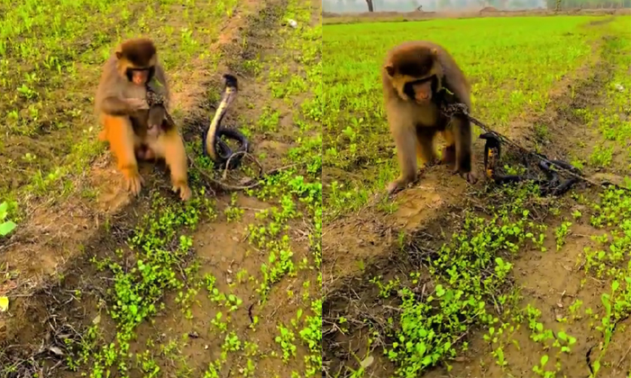  Monkey Doing Friendship With King Cobra Snake Video Viral Details, Social Media,-TeluguStop.com