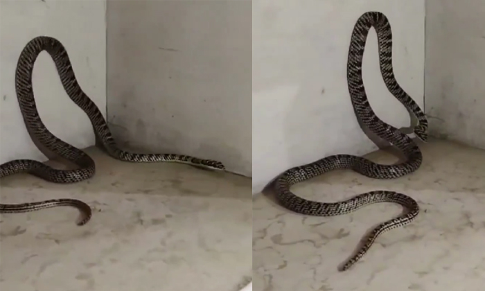  Takshak Cobra Snake Caught In Jharkhand Ranchi Video Viral Details, Rare Snake,-TeluguStop.com